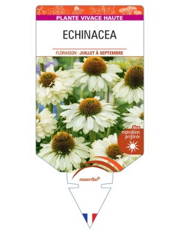 ECHINACEA (crème)