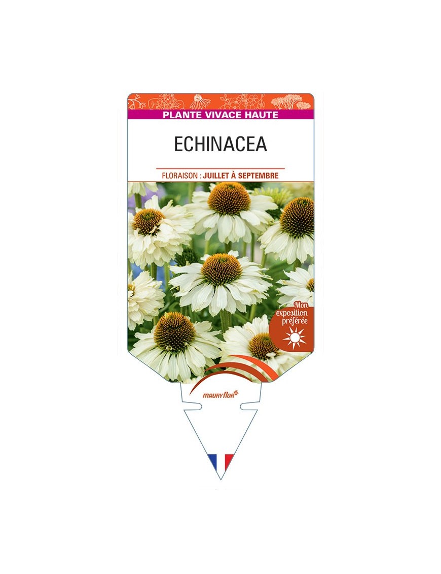 ECHINACEA (crème)