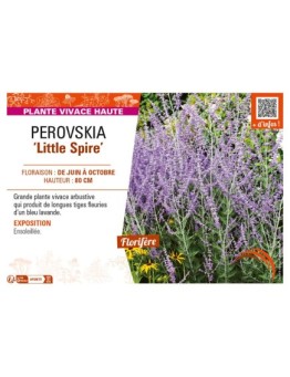 PEROVSKIA (atriciplifolia) Little Spire