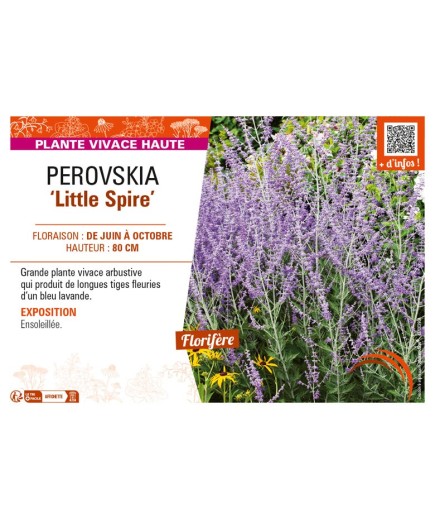 PEROVSKIA (atriciplifolia) Little Spire