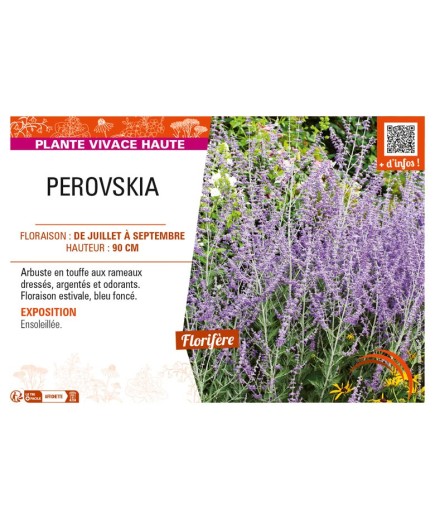 PEROVSKIA (atriciplifolia) Sauge d’Afghanistan