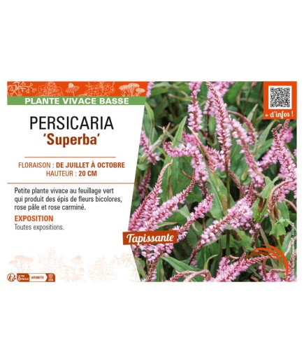 PERSICARIA (affinis) Superba