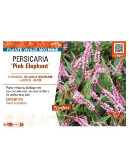 PERSICARIA (amplexicaulis) Pink Elephant
