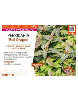 PERSICARIA (microcephala) Red Dragon