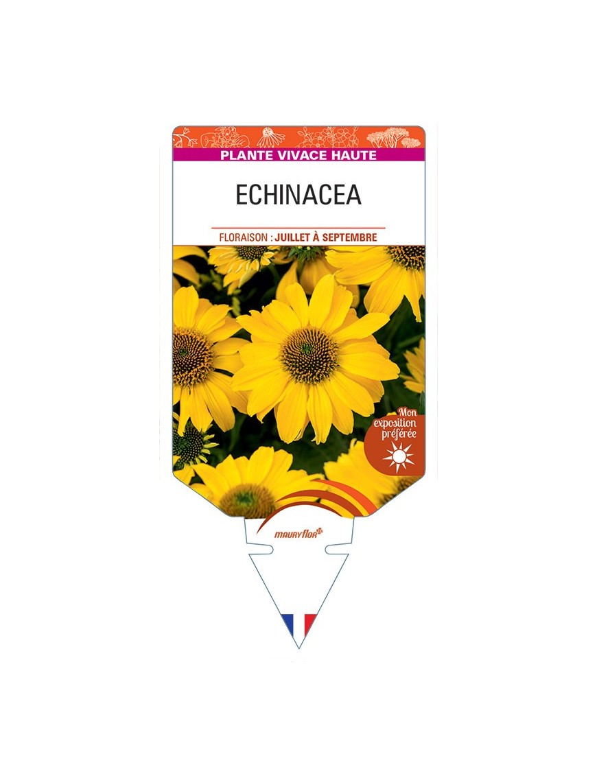 ECHINACEA (jaune)