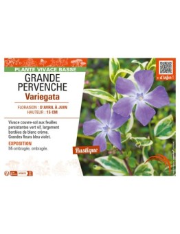 (VINCA MAJOR) GRANDE PERVENCHE VARIEGATA