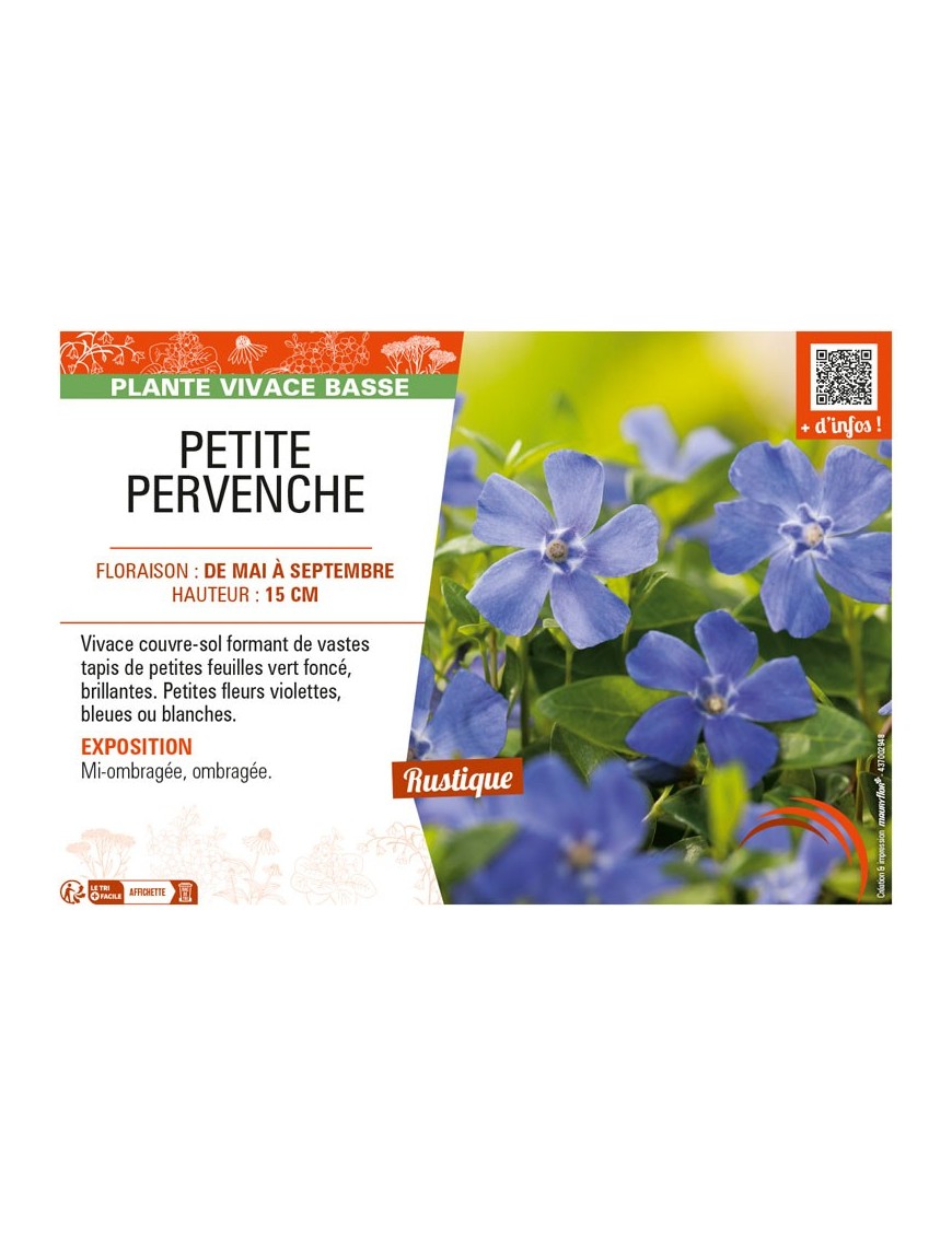 (VINCA MINOR) PETITE PERVENCHE