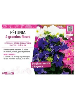 PÉTUNIA À GRANDES FLEURS