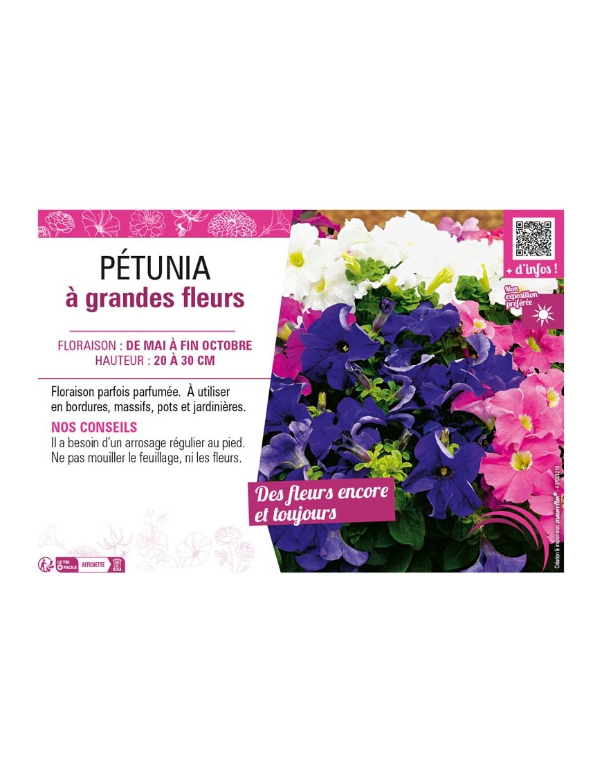 PÉTUNIA À GRANDES FLEURS