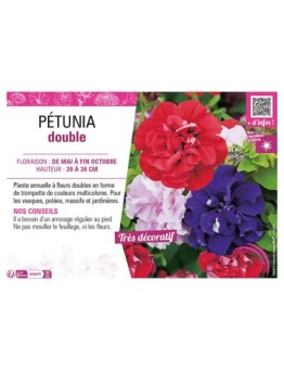 PÉTUNIA DOUBLE (varié)