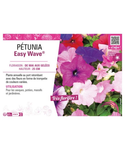 PÉTUNIA EASY WAVE®