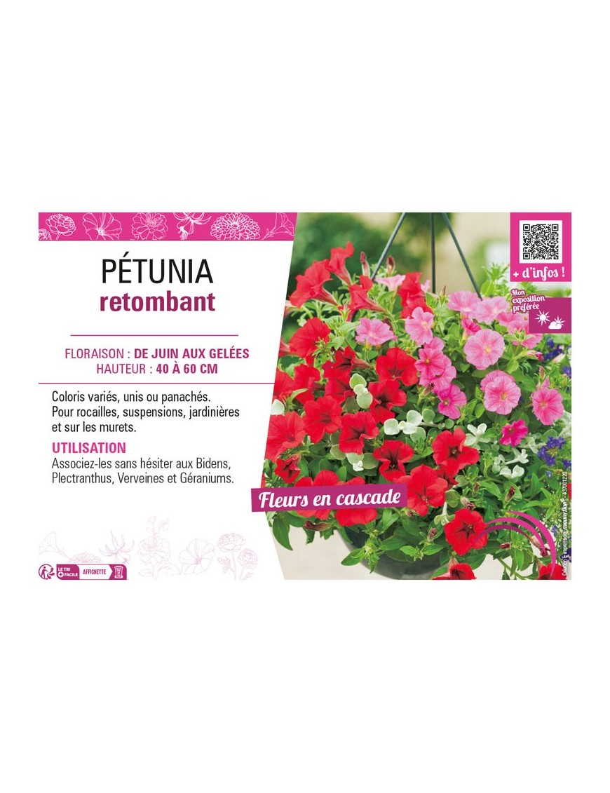 PÉTUNIA RETOMBANT