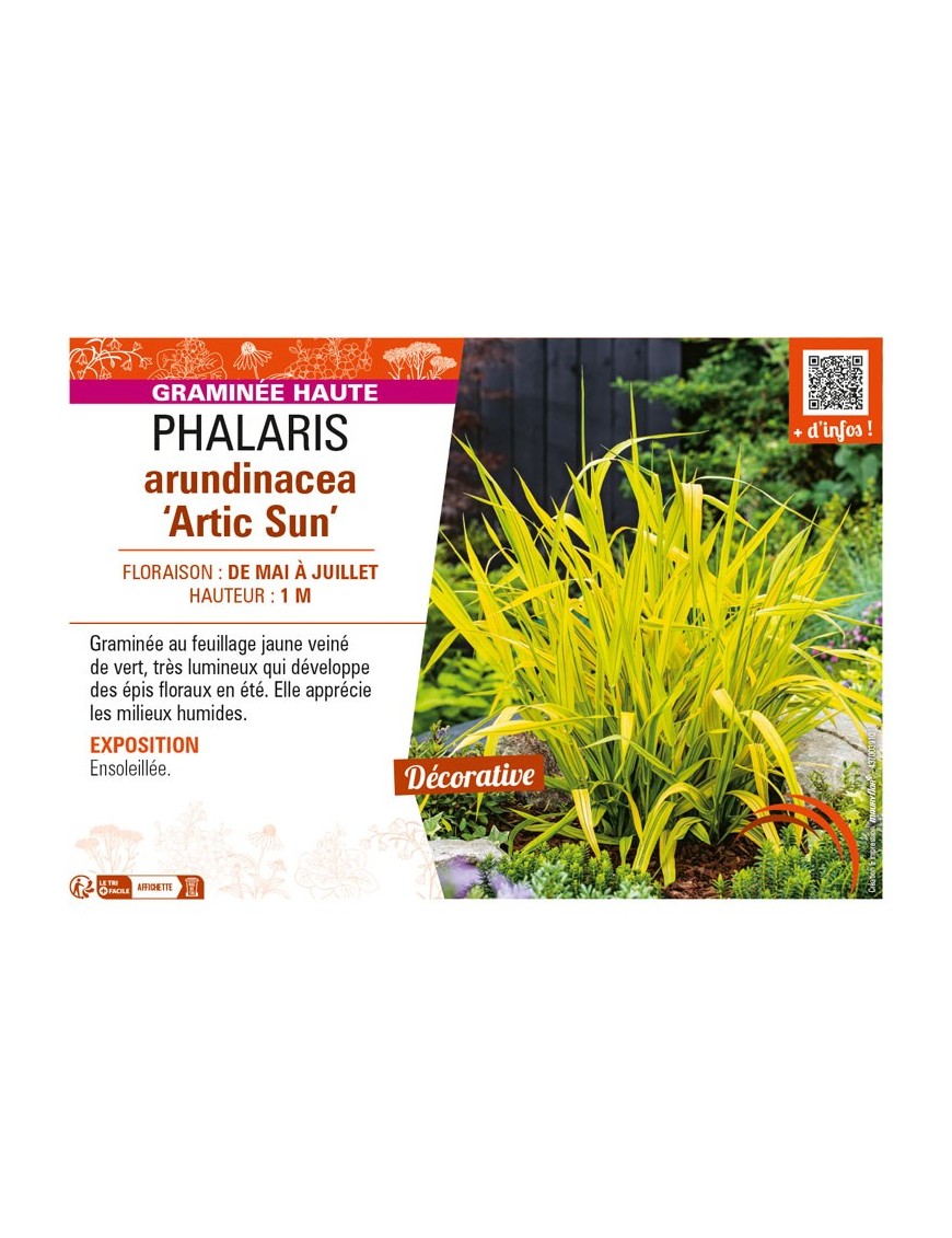 PHALARIS arundinacea Artic Sun