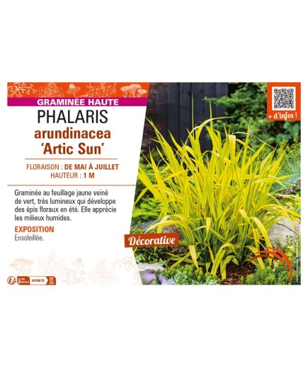 PHALARIS arundinacea Artic Sun