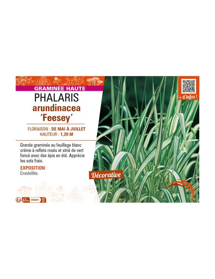 PHALARIS arundinacea Feesey