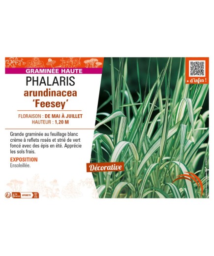 PHALARIS arundinacea Feesey