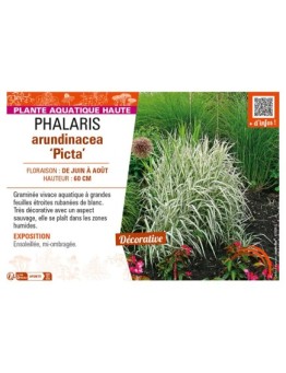 PHALARIS arundinacea Picta