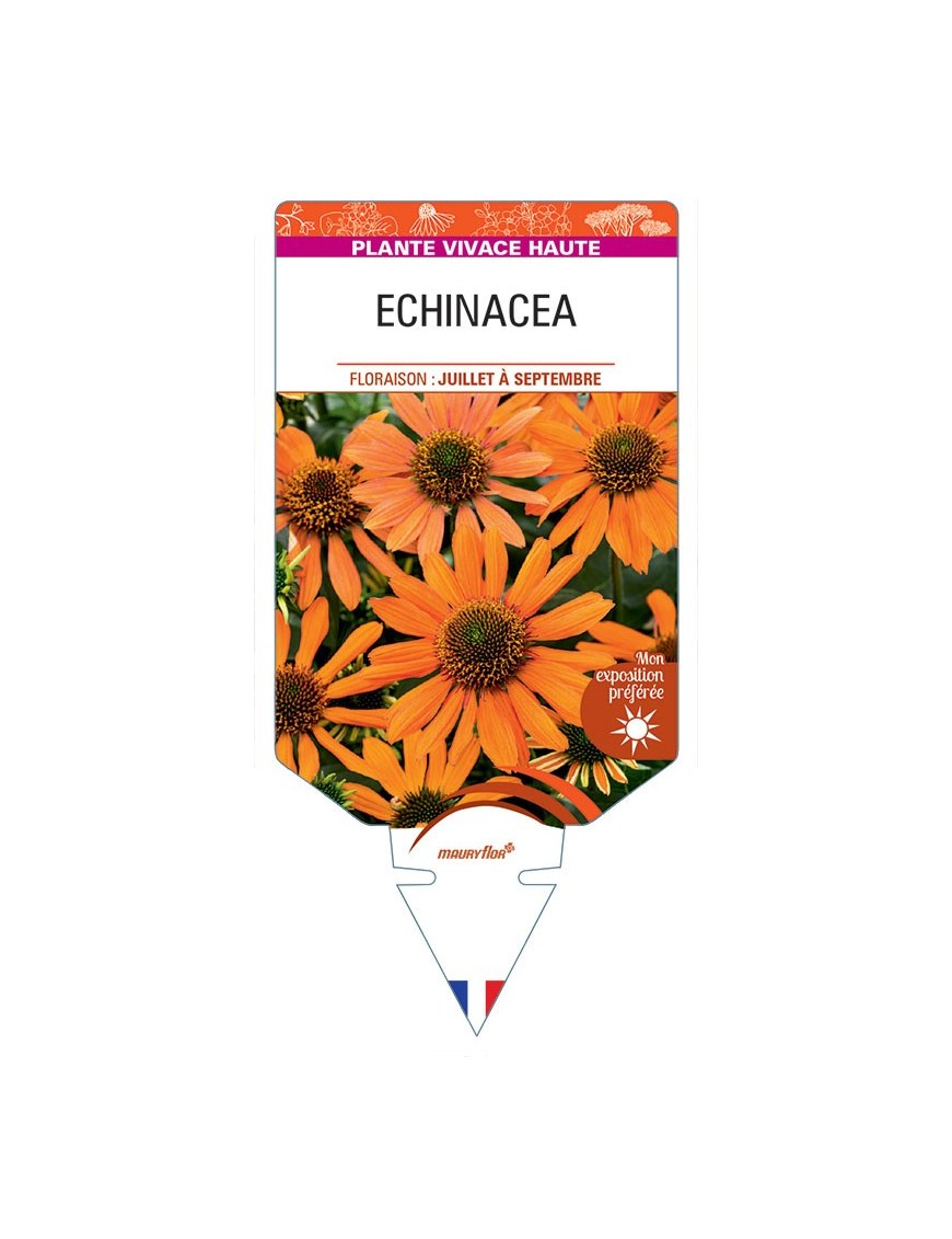 ECHINACEA (orange)