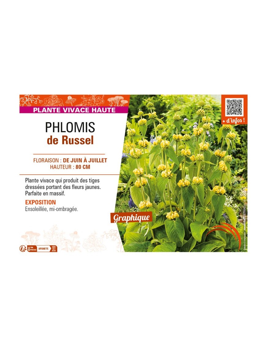 PHLOMIS (russeliana) de Russel