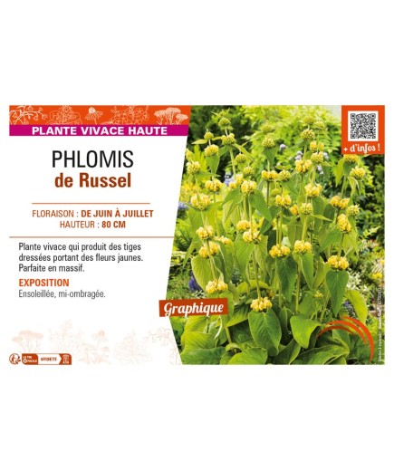 PHLOMIS (russeliana) de Russel