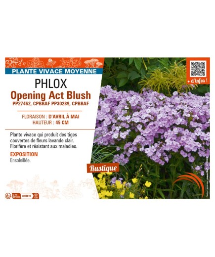PHLOX (hybrida) Opening Act Blush