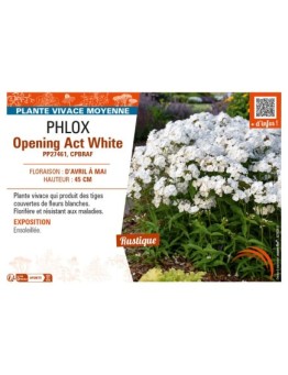 PHLOX (hyrbida) Opening Act White