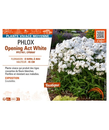 PHLOX (hyrbida) Opening Act White