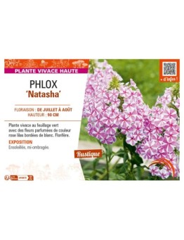 PHLOX (maculata) Natasha