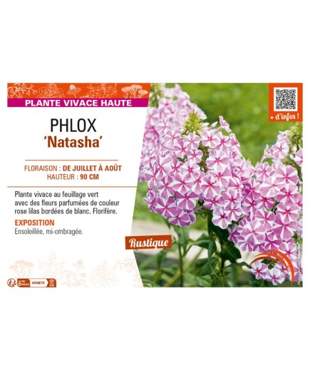 PHLOX (maculata) Natasha