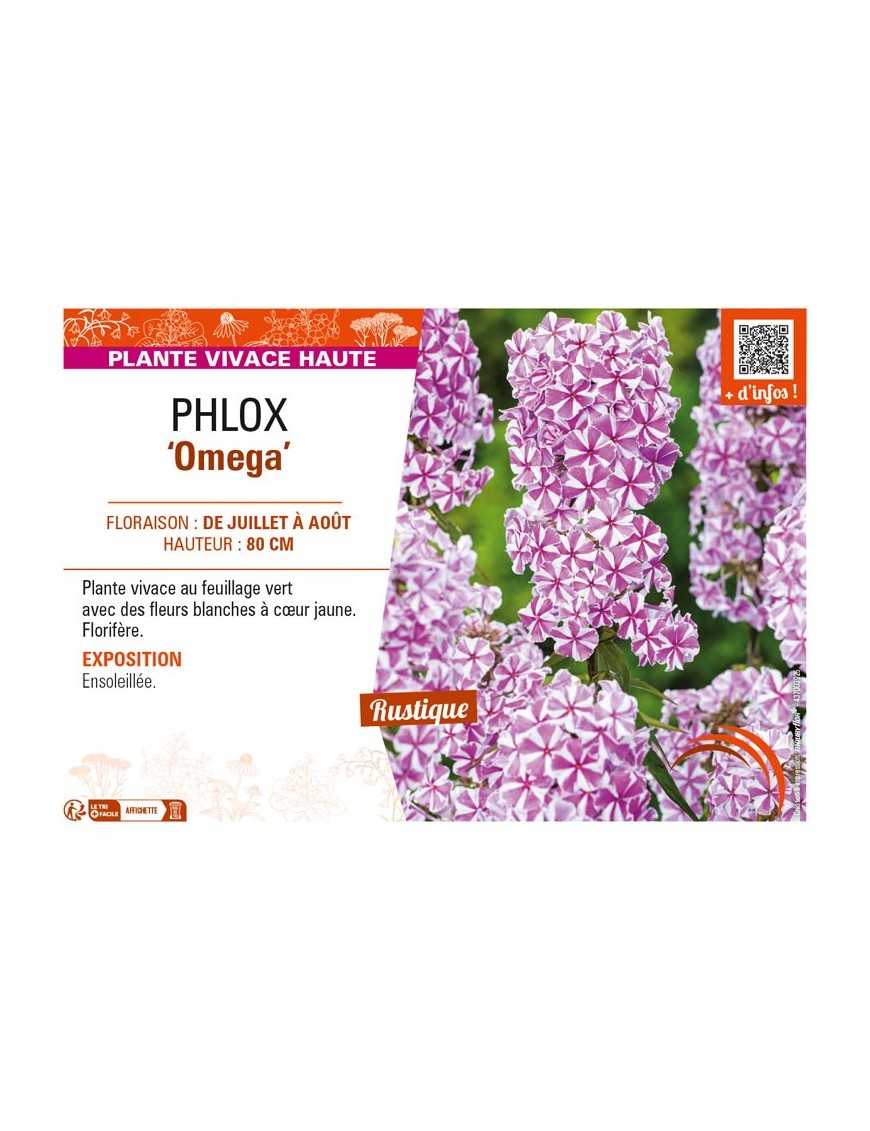 PHLOX (maculata) Omega