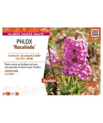 PHLOX (maculata) Rosalinde