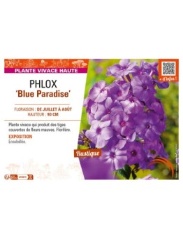 PHLOX (paniculata) Blue Paradise