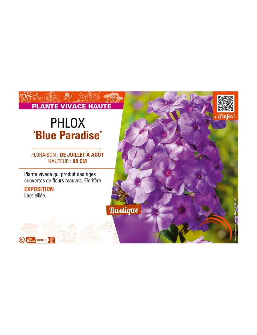 PHLOX (paniculata) Blue Paradise