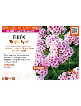 PHLOX (paniculata) Bright Eyes