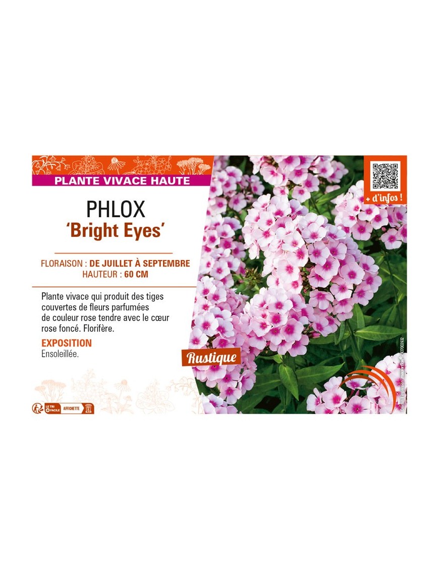 PHLOX (paniculata) Bright Eyes