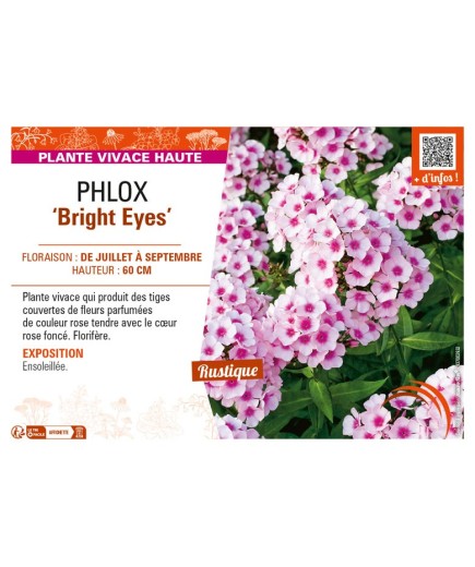 PHLOX (paniculata) Bright Eyes