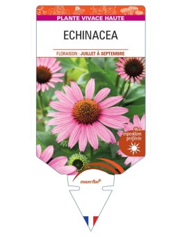 ECHINACEA (rose)