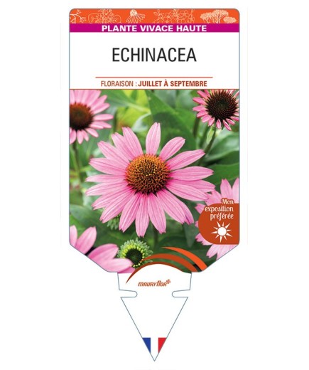 ECHINACEA (rose)