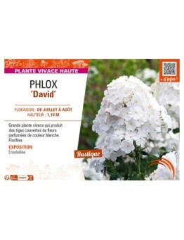PHLOX (paniculata) David