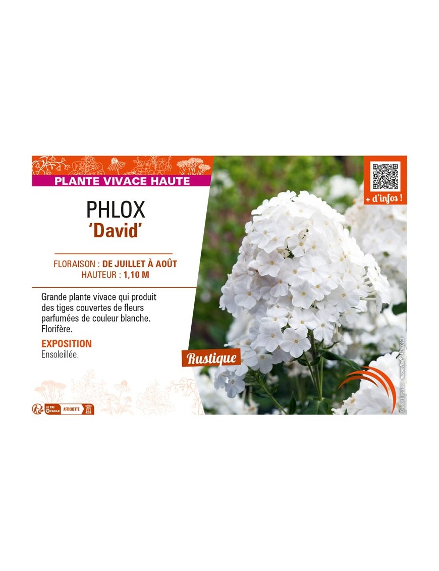 PHLOX (paniculata) David