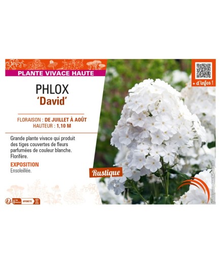 PHLOX (paniculata) David