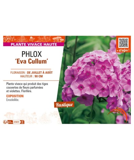 PHLOX (paniculata) Eva Cullum