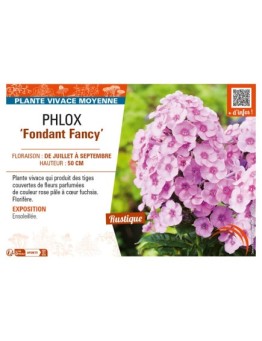 PHLOX (paniculata) Fondant Fancy