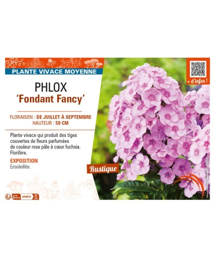 PHLOX (paniculata) Fondant Fancy