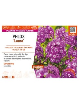 PHLOX (paniculata) Laura