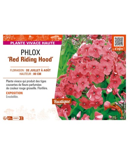 PHLOX (paniculata) Red Riding Hood