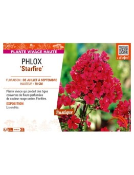 PHLOX (paniculata) Starfire