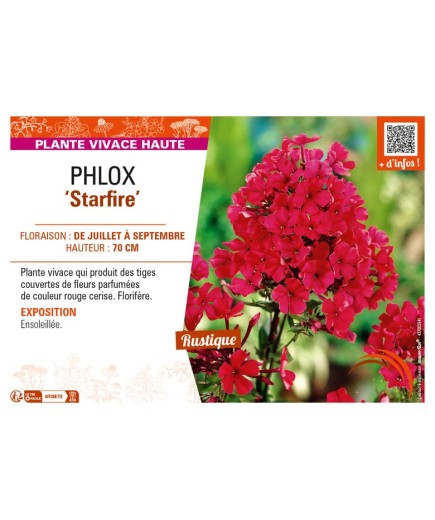 PHLOX (paniculata) Starfire