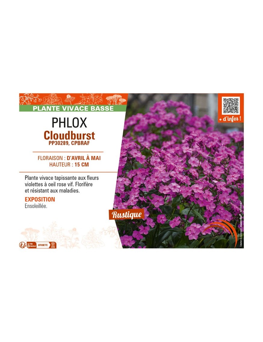 PHLOX (subulata) Cloudburst