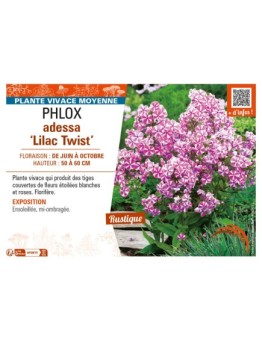 PHLOX adessa Lilac Twist